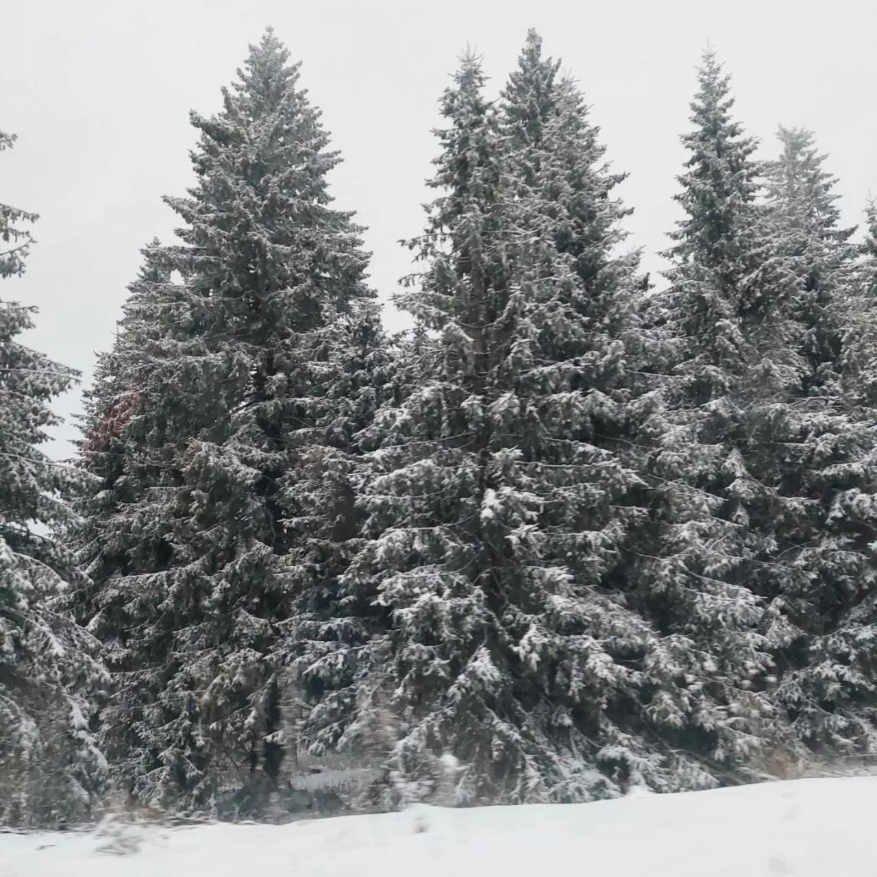 Apartmani Sorak Kopaonik, Studio Apartman A10 Exteriör bild